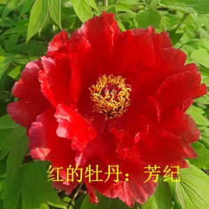 觀賞牡丹 精品牡丹 牡丹價格 牡丹批發(fā)價格 春秋園藝牡丹