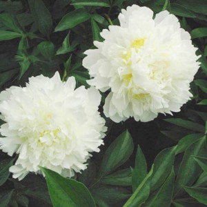 菏澤牡丹基地供應(yīng)出售精品觀賞芍藥 芍藥苗批發(fā)價格