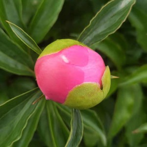 菏澤牡丹基地供應(yīng)出售精品觀賞芍藥 芍藥苗批發(fā)價格