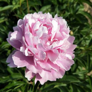 菏澤牡丹基地供應(yīng)出售精品觀賞芍藥 芍藥苗批發(fā)價格