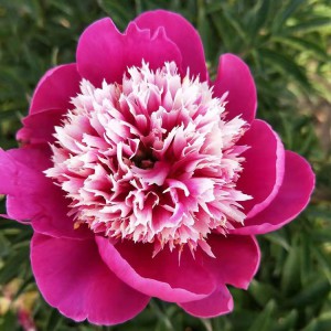 菏澤牡丹基地供應(yīng)出售精品觀賞芍藥 芍藥苗批發(fā)價格