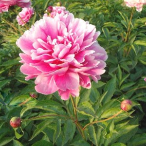 菏澤牡丹基地供應(yīng)出售精品觀賞芍藥 芍藥苗批發(fā)價格