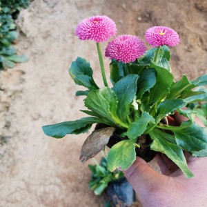 大量批發種植雛菊 優質雛菊小苗批發價格