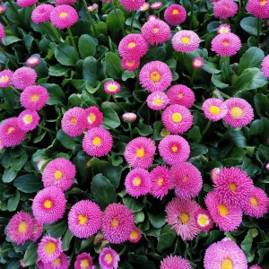 大量批發種植雛菊 優質雛菊小苗批發價格