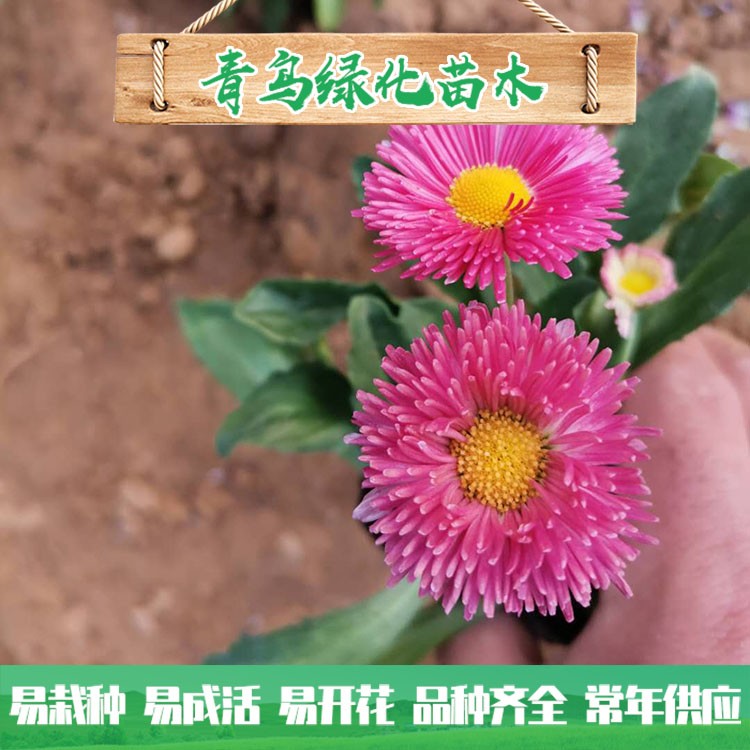 大量批發(fā)種植雛菊 優(yōu)質(zhì)雛菊小苗批發(fā)價格