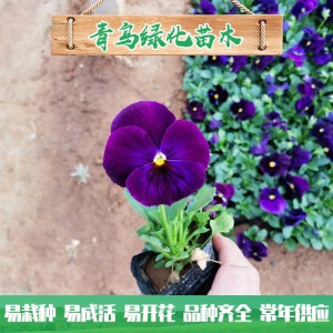 三色堇小苗 三色堇批發(fā)價(jià)格 園林花壇用草花