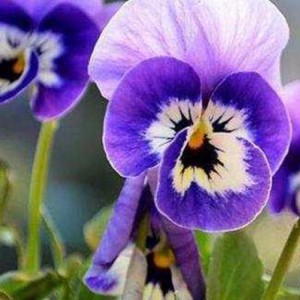 三色堇小苗 三色堇批發(fā)價(jià)格 園林花壇用草花
