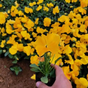三色堇小苗 三色堇批發(fā)價(jià)格 園林花壇用草花