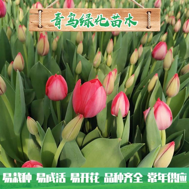 郁金香花海工程用苗 青州郁金香種植基地 大量現(xiàn)貨供應(yīng)