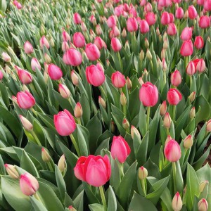 郁金香花海工程用苗 青州郁金香種植基地 大量現(xiàn)貨供應(yīng)