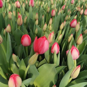郁金香花海工程用苗 青州郁金香種植基地 大量現(xiàn)貨供應(yīng)