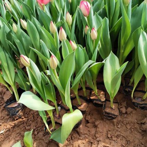 郁金香花海工程用苗 青州郁金香種植基地 大量現(xiàn)貨供應(yīng)