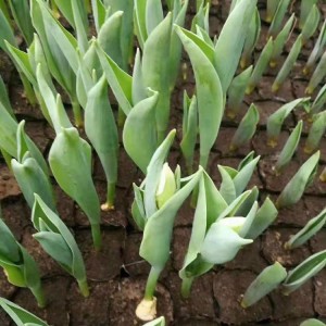 郁金香花海工程用苗 青州郁金香種植基地 大量現(xiàn)貨供應(yīng)