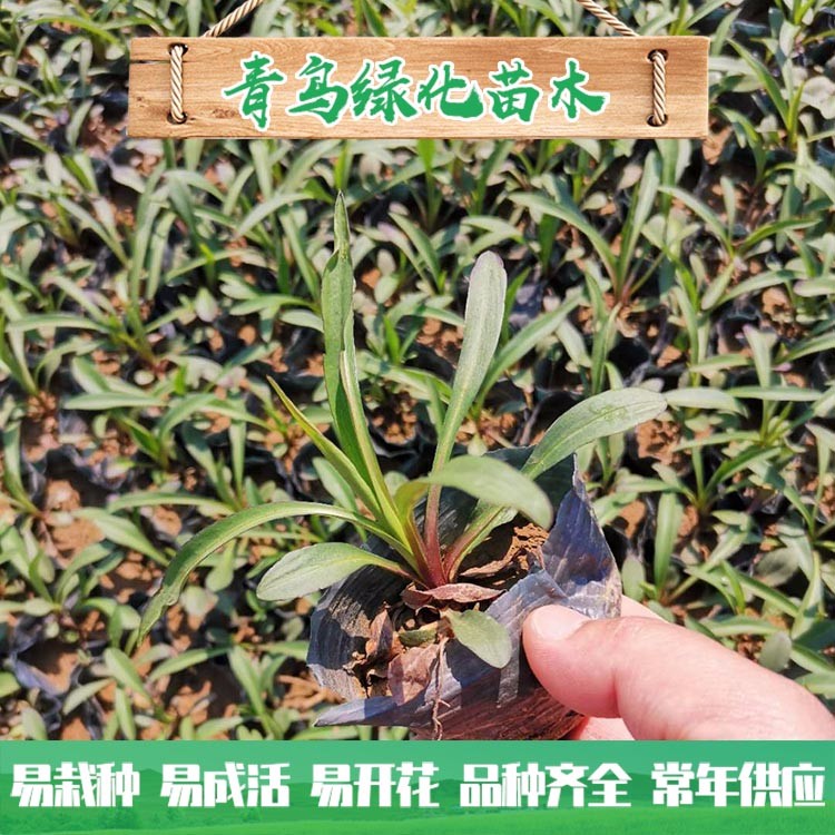 紫婉花 紫苑花批發(fā) 園林景觀花海用苗 山東花卉苗木基地直供