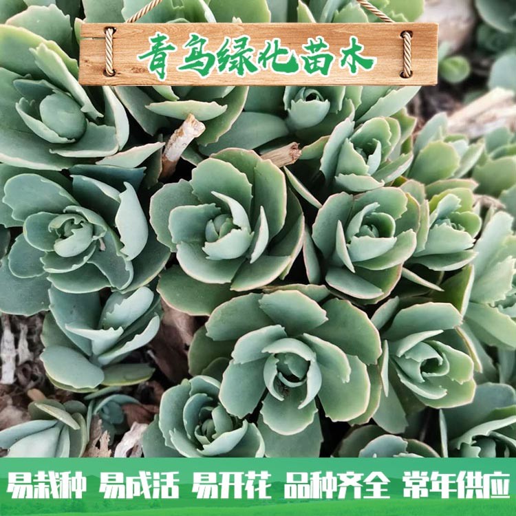 青州花卉苗木基地直供八寶景天 八寶景天批發(fā)價格