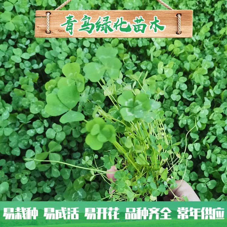 花卉苗木基地直供白三葉種子 白三葉小苗批發(fā)價格