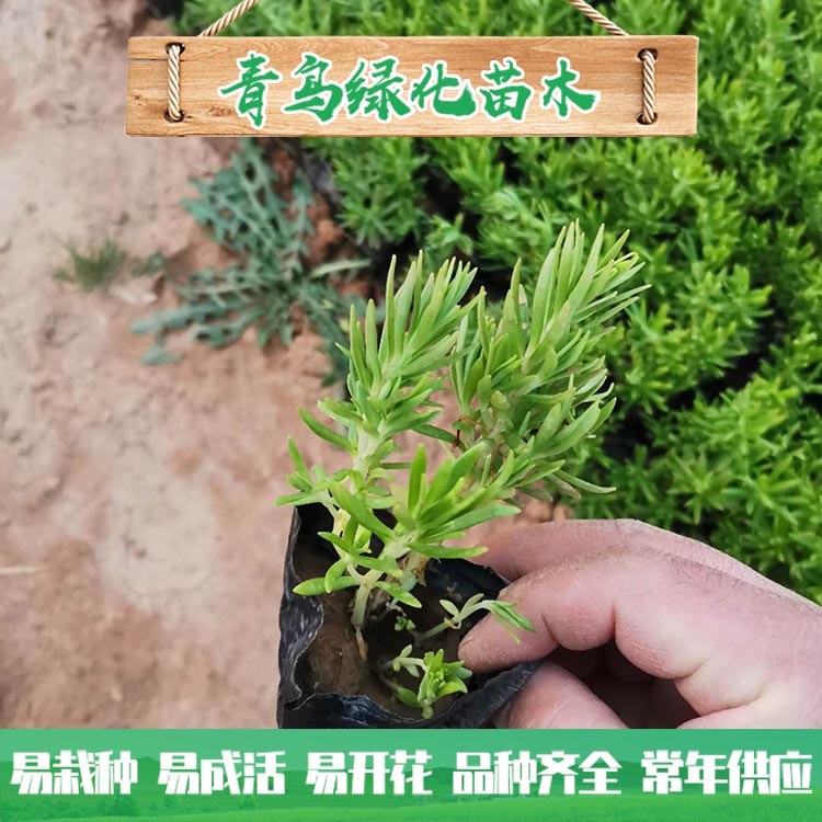 佛甲草種植基地 佛甲草小苗 營養(yǎng)杯種苗批發(fā)價格