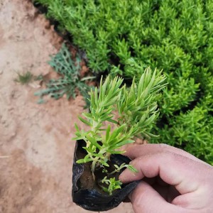 佛甲草種植基地 佛甲草小苗 營養杯種苗批發價格
