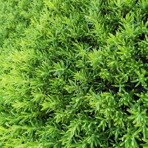 佛甲草種植基地 佛甲草小苗 營養杯種苗批發價格
