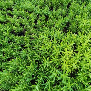 佛甲草種植基地 佛甲草小苗 營養杯種苗批發價格