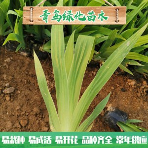 蘭花鳶尾種植 濕地綠化工程用苗 水生藍花鳶尾小苗大量批發