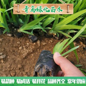 蘭花鳶尾種植 濕地綠化工程用苗 水生藍花鳶尾小苗大量批發