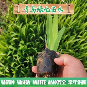 蘭花鳶尾種植 濕地綠化工程用苗 水生藍花鳶尾小苗大量批發