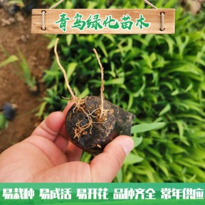 蘭花鳶尾種植 濕地綠化工程用苗 水生藍花鳶尾小苗大量批發