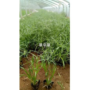 旱傘草種植基地 旱傘草價(jià)格 旱傘草供應(yīng) 御澤旱傘草
