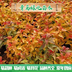金焰繡線菊種植基地 金焰繡線菊小苗批發 青州綠化苗木供應