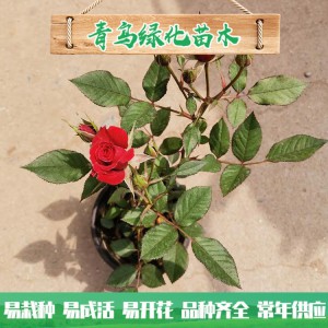 青州玫瑰基地直銷微型玫瑰 四季玫瑰 綠化工程用微型玫瑰批發(fā)價格