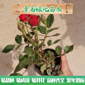 青州玫瑰基地直銷微型玫瑰 四季玫瑰 綠化工程用微型玫瑰批發(fā)價格