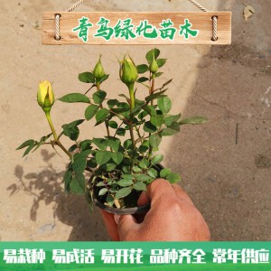 青州玫瑰基地直銷微型玫瑰 四季玫瑰 綠化工程用微型玫瑰批發(fā)價格