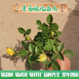 青州玫瑰基地直銷微型玫瑰 四季玫瑰 綠化工程用微型玫瑰批發(fā)價格
