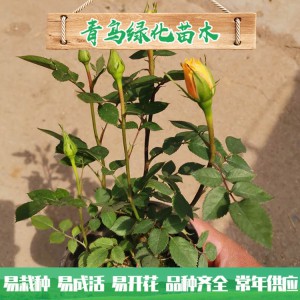 青州玫瑰基地直銷微型玫瑰 四季玫瑰 綠化工程用微型玫瑰批發(fā)價格
