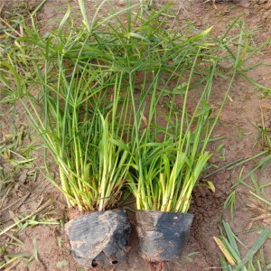 旱傘草種植基地 旱傘草價(jià)格 旱傘草供應(yīng) 御澤旱傘草