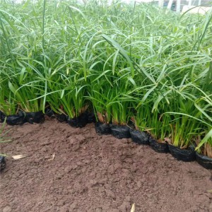 旱傘草種植基地 旱傘草價(jià)格 旱傘草供應(yīng) 御澤旱傘草