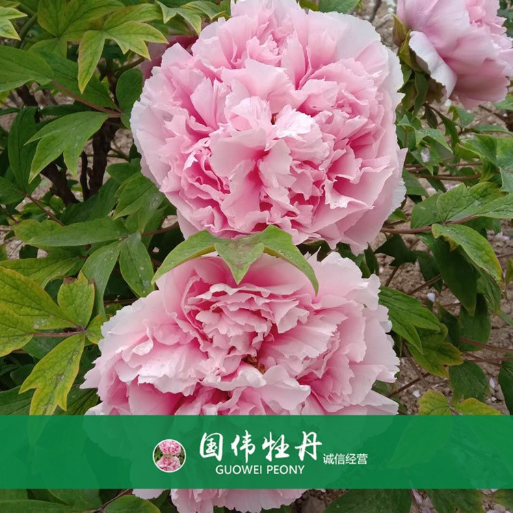 精品牡丹 菏澤牡丹苗批發(fā) 牡丹苗價(jià)格 國偉牡丹苗種植基地 常年供應(yīng)牡丹苗