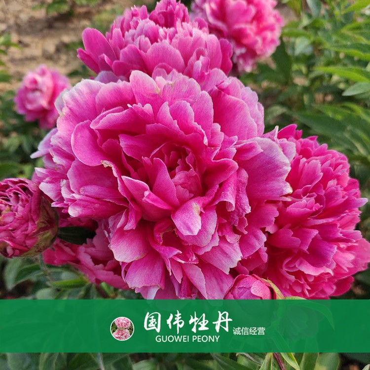 芍藥基地 觀賞芍藥價(jià)格 芍藥種植基地  國偉芍藥
