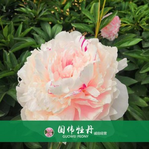 芍藥基地 觀賞芍藥價(jià)格 芍藥種植基地  國(guó)偉芍藥