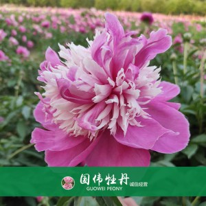 芍藥基地 觀賞芍藥價(jià)格 芍藥種植基地  國(guó)偉芍藥