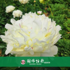 芍藥基地 觀賞芍藥價(jià)格 芍藥種植基地  國(guó)偉芍藥