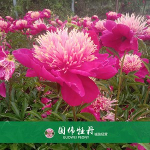 芍藥基地 觀賞芍藥價(jià)格 芍藥種植基地  國(guó)偉芍藥