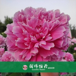 芍藥基地 觀賞芍藥價(jià)格 芍藥種植基地  國(guó)偉芍藥