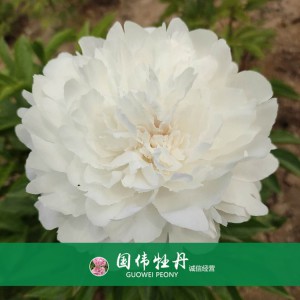芍藥基地 觀賞芍藥價(jià)格 芍藥種植基地  國(guó)偉芍藥