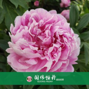 芍藥基地 觀賞芍藥價(jià)格 芍藥種植基地  國(guó)偉芍藥