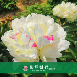 芍藥基地 觀賞芍藥價(jià)格 芍藥種植基地  國(guó)偉芍藥