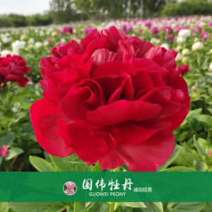 芍藥基地 觀賞芍藥價(jià)格 芍藥種植基地  國(guó)偉芍藥