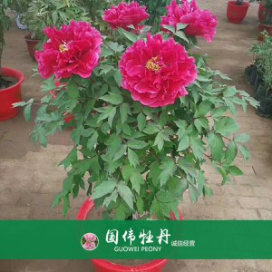 盆栽牡丹 精品牡丹 菏澤牡丹苗批發 牡丹苗價格 國偉牡丹苗種植基地常年供應牡丹苗