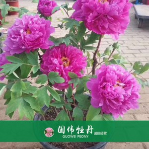 盆栽牡丹 精品牡丹 菏澤牡丹苗批發 牡丹苗價格 國偉牡丹苗種植基地常年供應牡丹苗